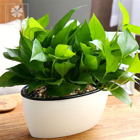 盆栽植物推薦|室內植物盆栽打造美麗家居：7種觀葉植物推薦 